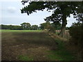 Young crop and hedgerow