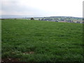 Grazing near Carleton Hill Farm