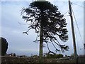 Chapel Street, Templeton - tree by new graveyard