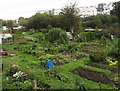 Quarry Road allotments, Ryde