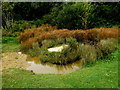 Small pond near Monktonmead Brook, Ryde