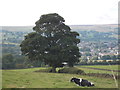 Friesian cow and sycamore tree, Whale Jaws Hill, Guiseley Moor