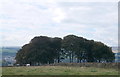 Copse on Whale Jaws Hill, Guiseley Moor, looking towards Menston