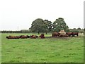 Cattle at Riseholme