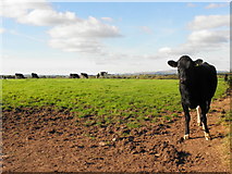 H4970 : Cattle, Edenderry by Kenneth  Allen