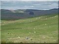 Herdwick sheep, Corsehill