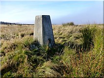 NY9290 : Wether Hill Trig Point by Rude Health 