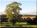NZ1365 : Ash Tree on Close House Golf Course by Andrew Curtis