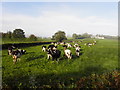 Cows, Lisfearty