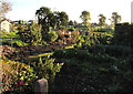 Rogiet allotments