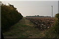 Field Margin off Ferry Lane, Goxhill