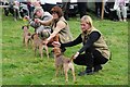 NY1808 : Border terrier classes, Wasdale Head Show by Philip Halling