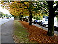 Fallen leaves along Old Mountfield Road, Omagh