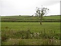 Pasture near Auchentiber