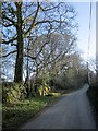 Lane past Stonaford Stones Plantation