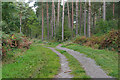 Pine woods, Hawley Common