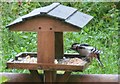 Greater spotted woodpecker at Hoardland cottage