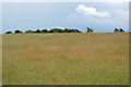 Chalk grassland