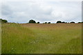 Chalk grasses