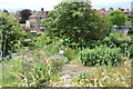 Allotments