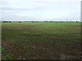 Young crop field off Isleham Road