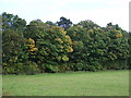 Woodland beside Mildenhall Road