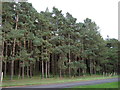 Woodland beside Worlington Road