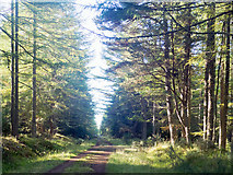 NH6761 : Forestry road through the Millbuie Forest by Julian Paren