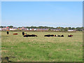 Sedentary cows on the outskirts of Nantwich