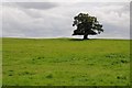 Tree on Willow Hill