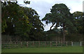 Grazing and woodland near Woodsway Stud