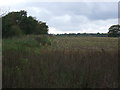 Farmland and hedgerow