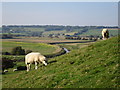 Sheep at Winchelsea