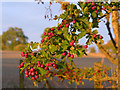 Hawthorn berries 