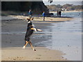 SZ0482 : Studland: somersaulting dog on South Beach by Chris Downer