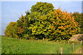 Autumnal trees north of Ladies Bridge