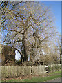 Weeping willow in the process of collapse, rear of William Tarver Close, Warwick