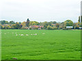 Grazing Sheep near Pitch Green