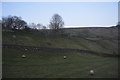 Farmland in the Ribble Valley