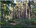 Woodland path, Mortimer, Berkshire