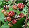 Blackberries, Glenlyon, Holywood - October 2015(1)