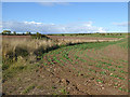 NT9163 : Corner of field near Alemill Farm by Oliver Dixon