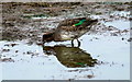SD3620 : Teal (Anas crecca), Crossens Marsh by Mike Pennington