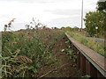 Path alongside Weel Road