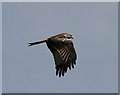 SN7181 : Red Kite, Bwlch Nant yr Arian by I Love Colour
