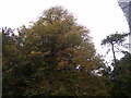 St Lawrence Church Gumfreston - autumn trees