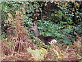 Roe Deer in Longworth Clough