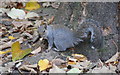 Grey Squirrel (Sciurus carolinensis), Calderstones Park