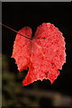 SJ4087 : Autumnal leaf, Calderstones Park by Mike Pennington