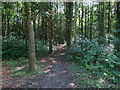 Path through woodland